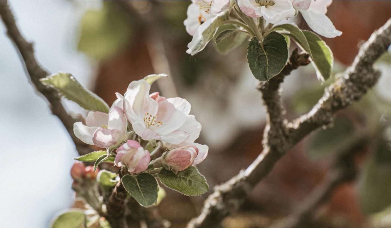 Äppelblütefest in Naurod sorgt für großräumige Umleitungen vom 8. bis 11. Mai