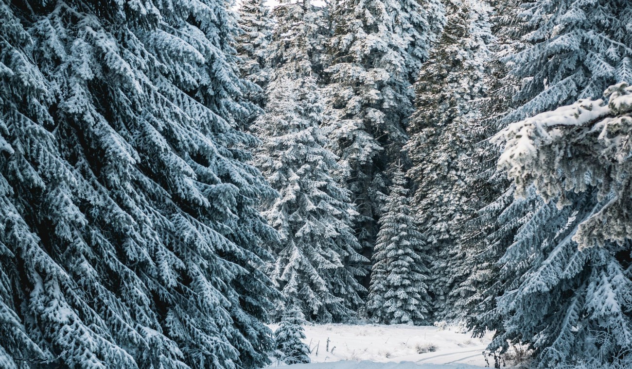 Forstamt Rüdesheim bietet Weihnachtsbaumverkauf im Wald an Forstamt Rüdesheim bietet Weihnachtsbaumverkauf im Wald an