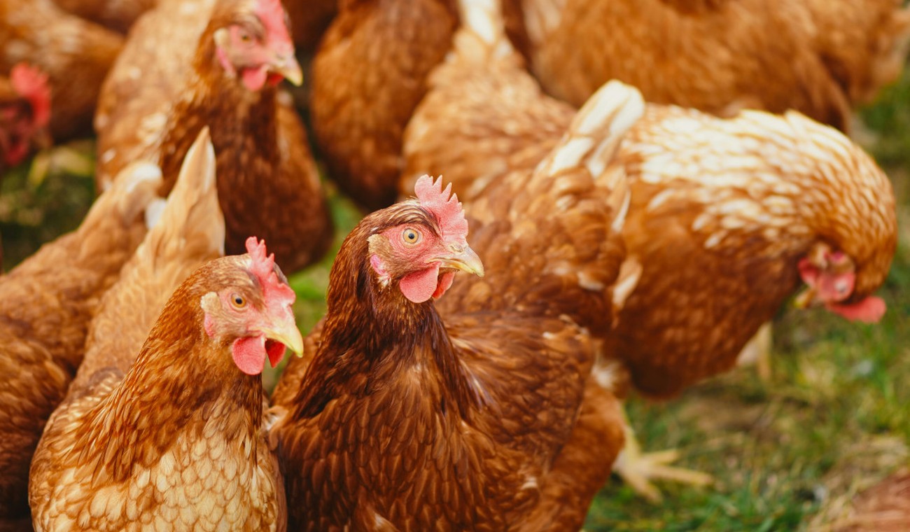 Kleingeflügel darf wieder ins Freie, Schutzmaßnahmen für größere Bestände bleiben bestehen