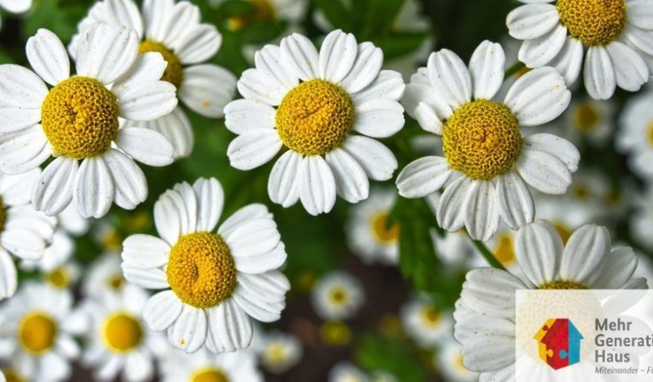 Kreativtreff in Eltville: Blumenarrangements zum Mitmachen am 9. Juli