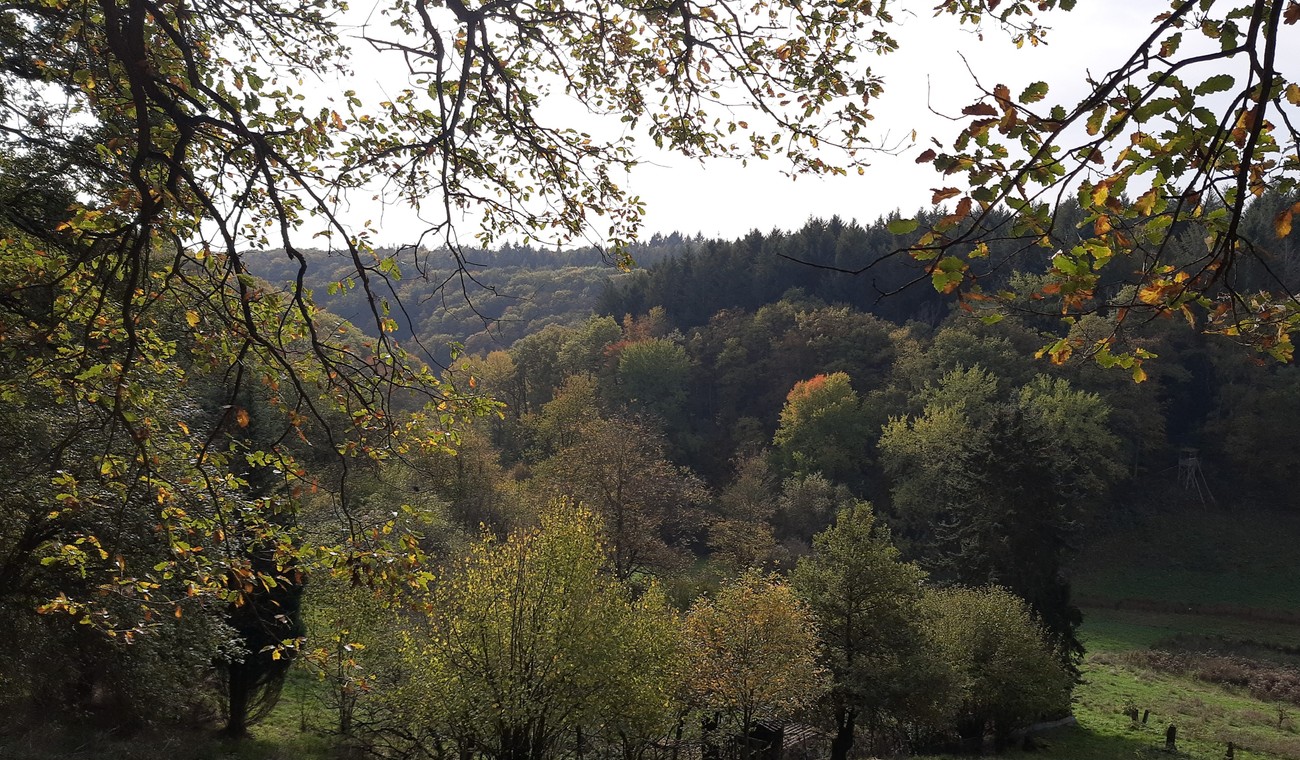 Neuer Rundweg in Rauenthal verbindet Ortskern, Weinberge und Streuobstwiesen Neuer Rundweg in Rauenthal verbindet Ortskern, Weinberge und Streuobstwiesen