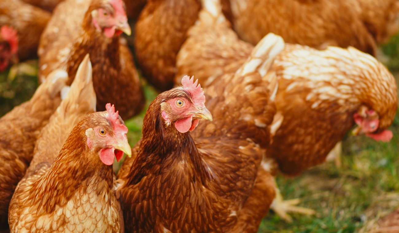 Wiesbaden hebt Stallpflicht für Geflügel auf und fordert weiter Biosicherheit